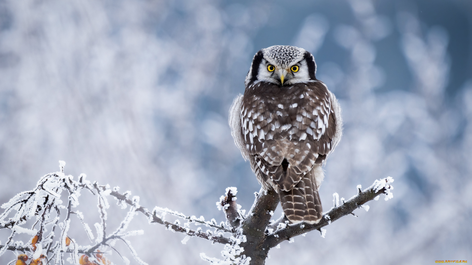 животные, совы, сова