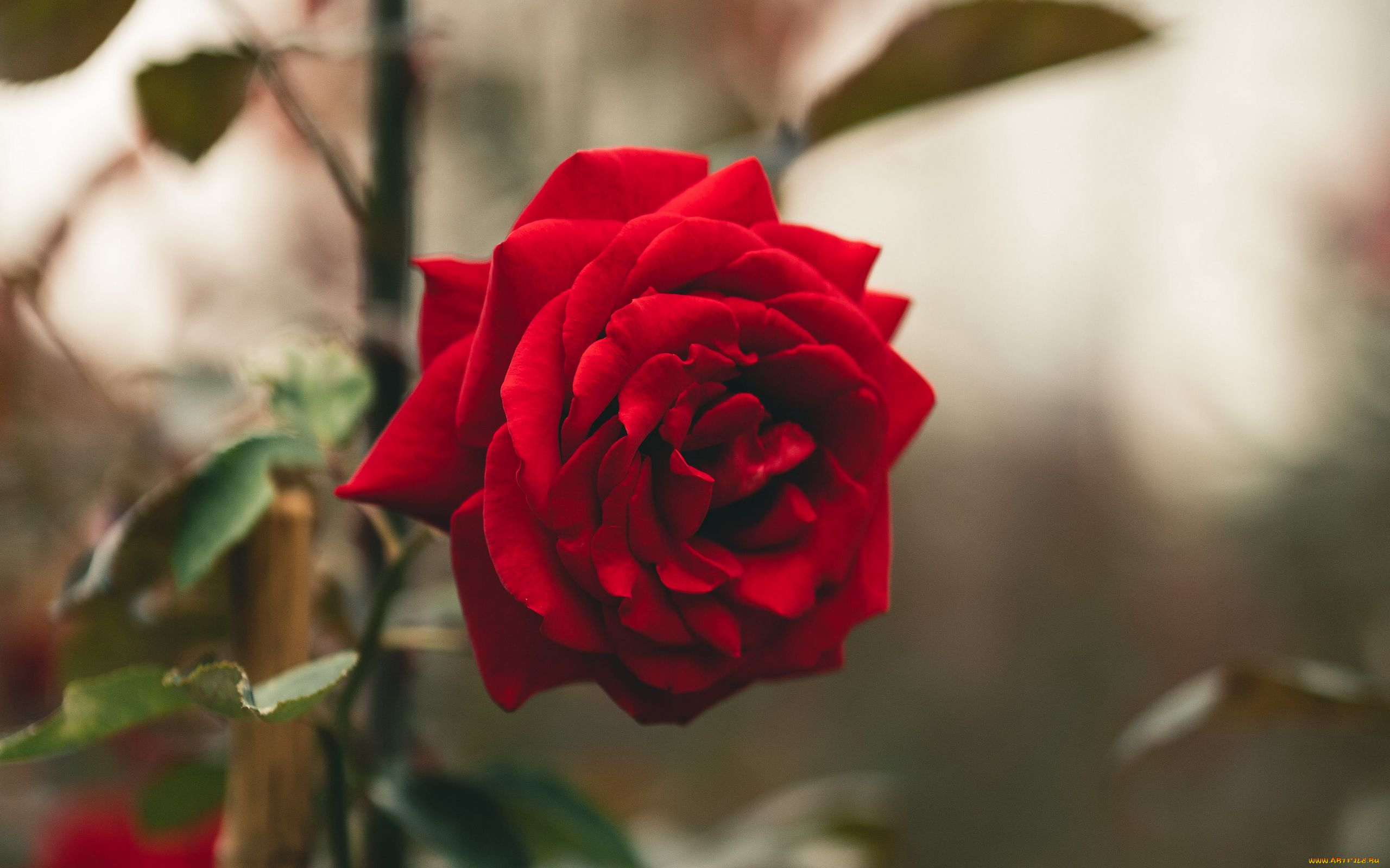 цветы, розы, красная, роза, макро