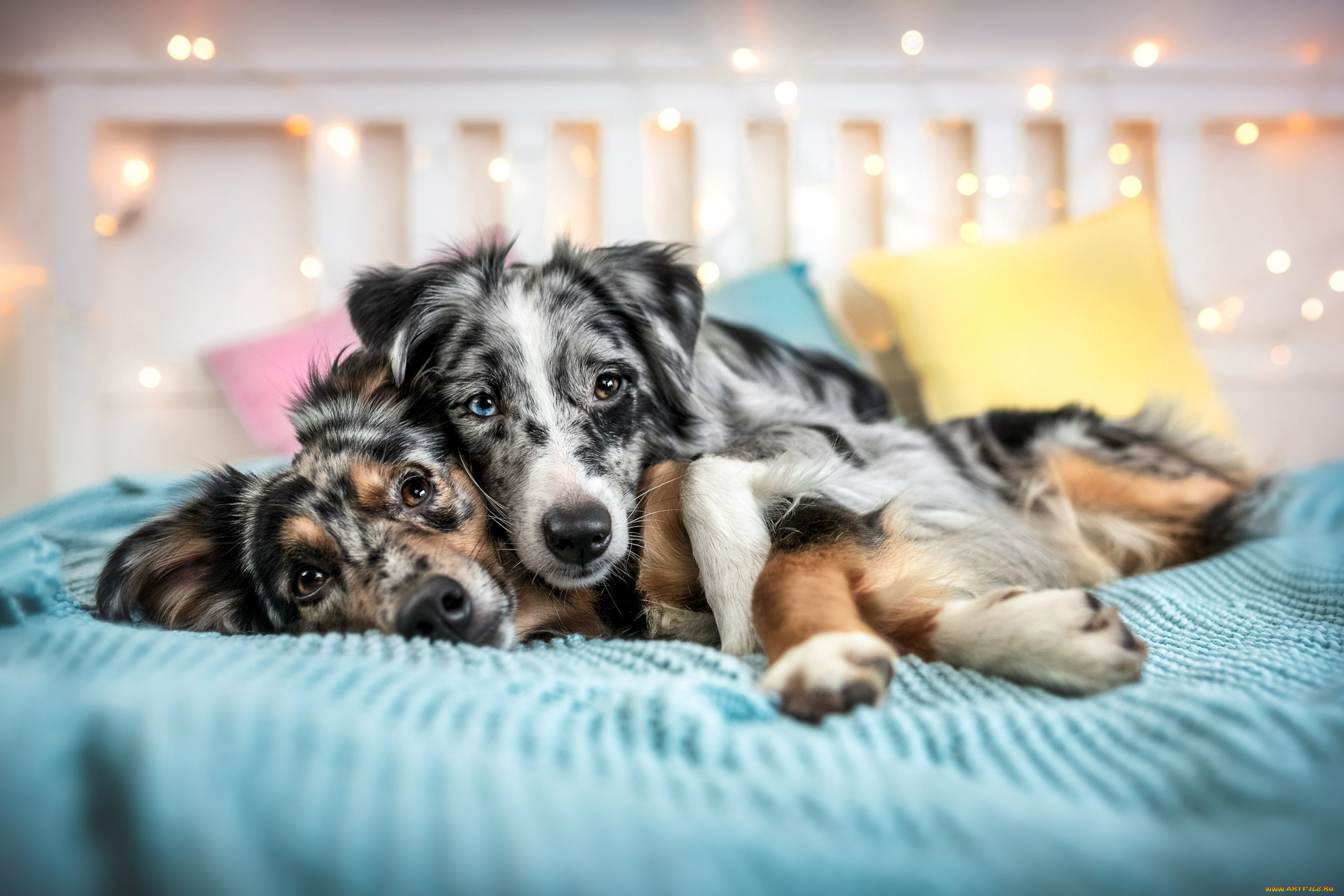 животные, собаки, собака