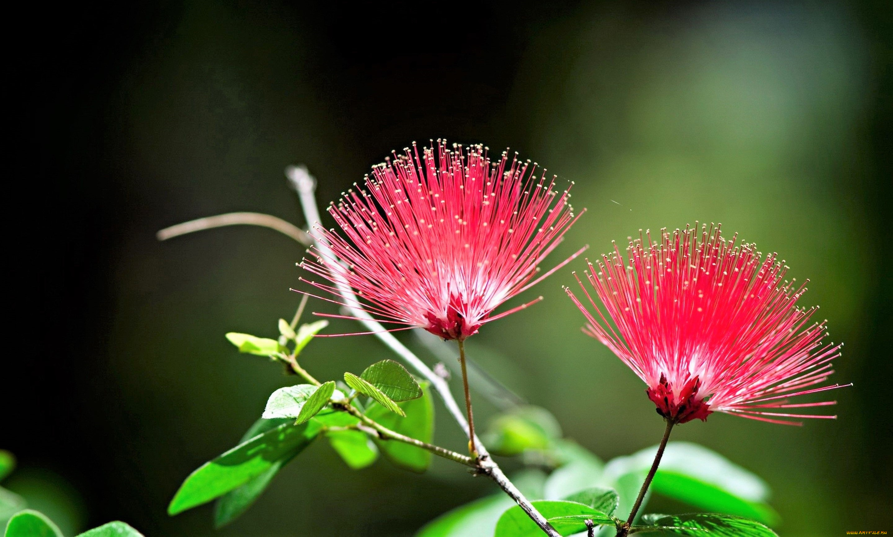 цветы, ветка, цветение, красные