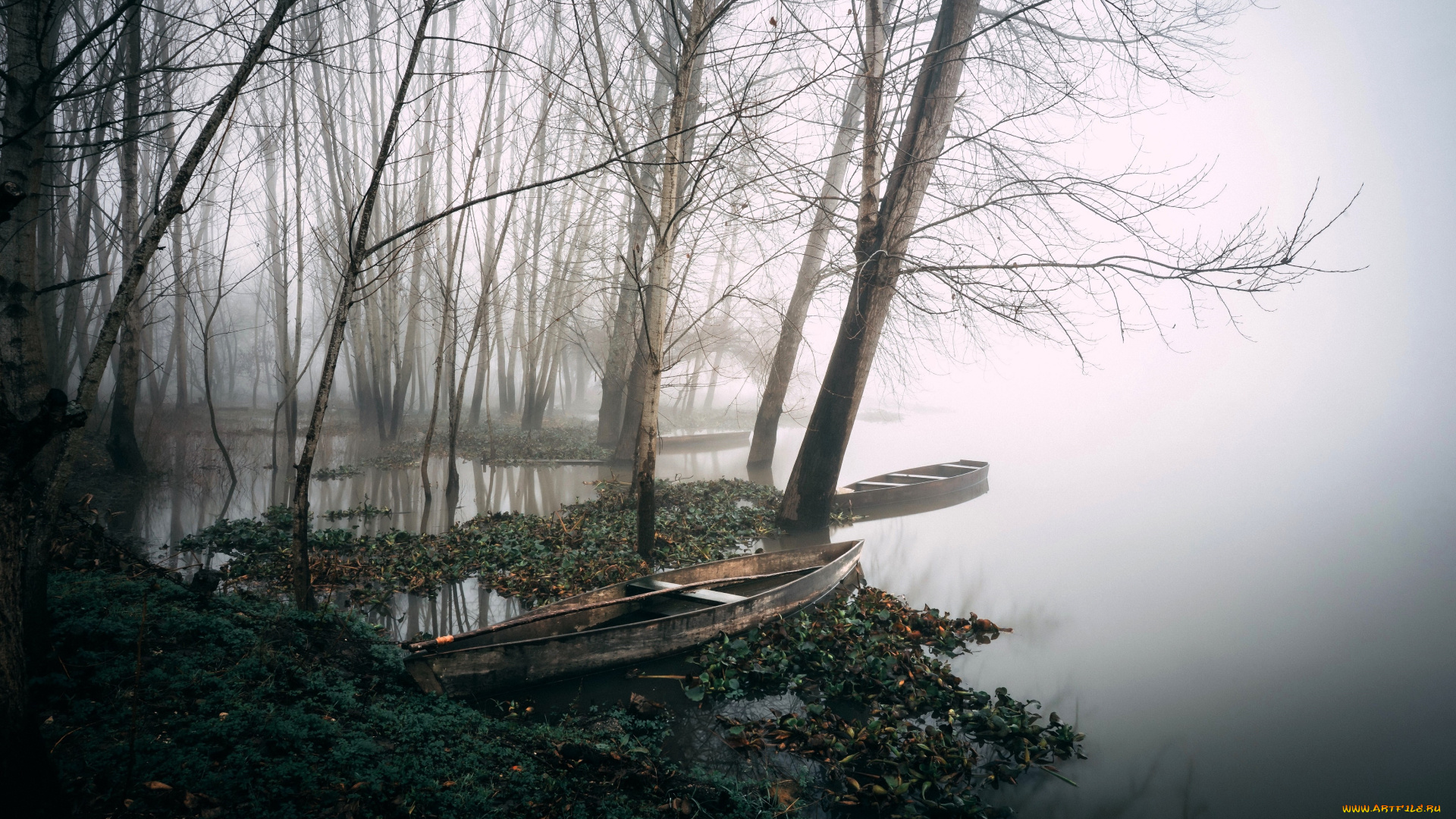 корабли, лодки, , шлюпки, деревья, туман, озеро, берег, осень