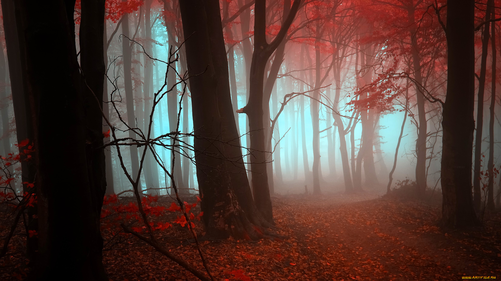 природа, лес, осень, листья, туман