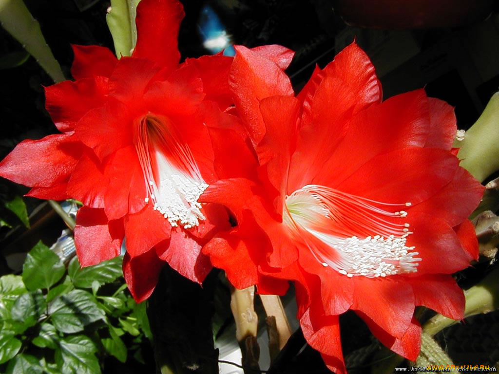 цветы, кактусы