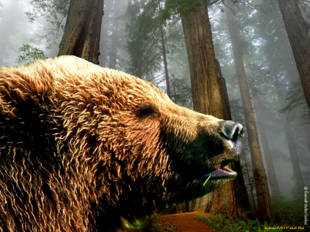 так, где, здесь, можно, пообедать, животные, медведи