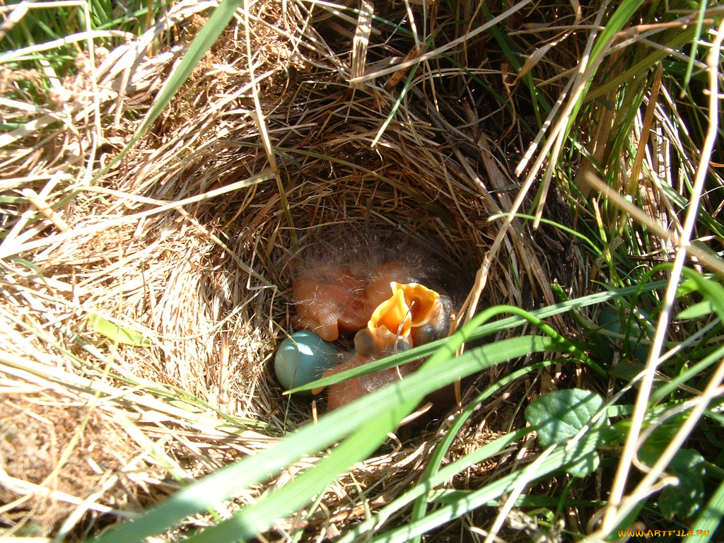 животные, гнезда, птиц