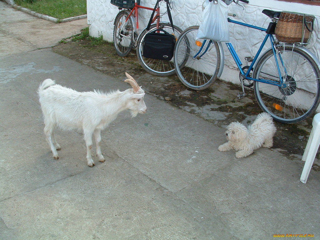 животные, разные, вместе