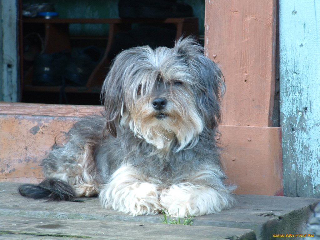 животные, собаки