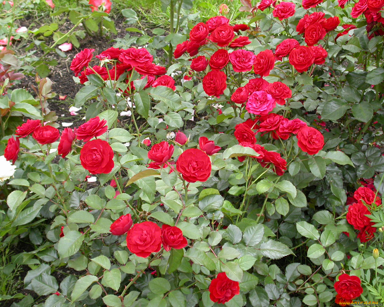 цветы, розы