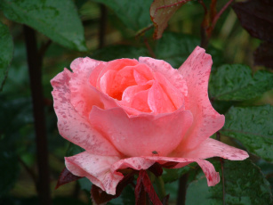 Картинка цветы розы