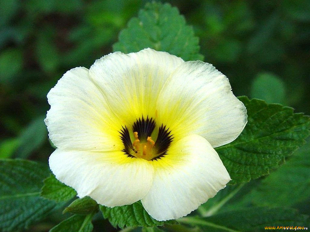 цветы, глоксиния, синнингия