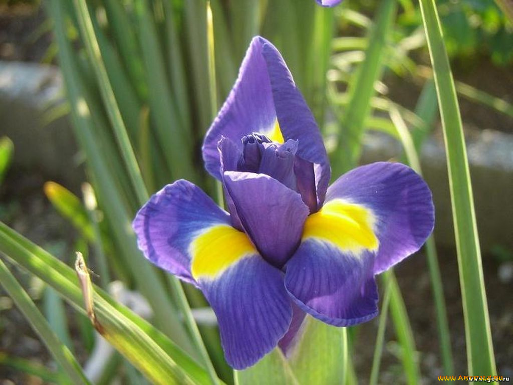 цветы, ирисы