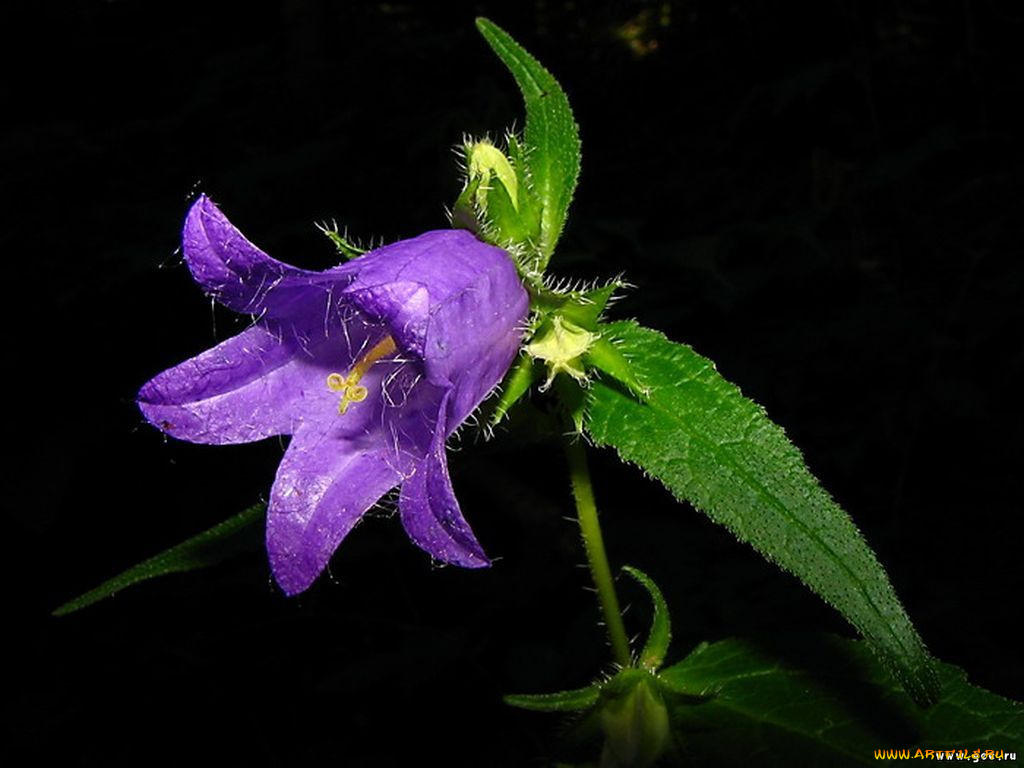 цветы, колокольчики