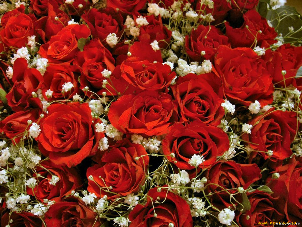 цветы, розы