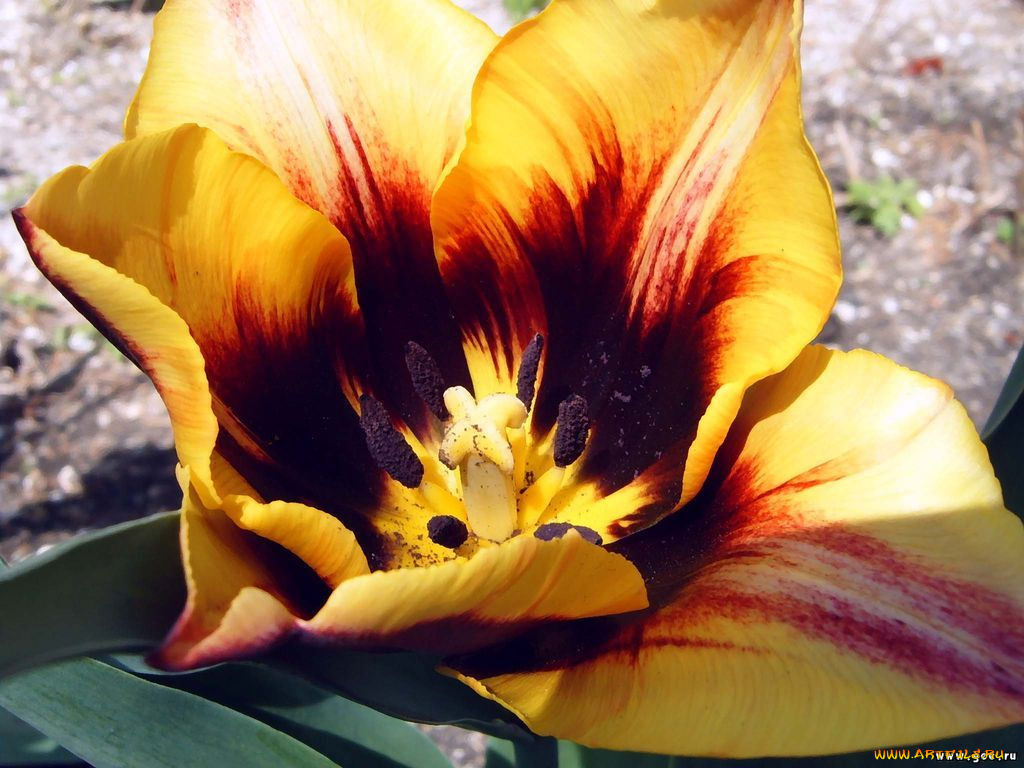 цветы, тюльпаны