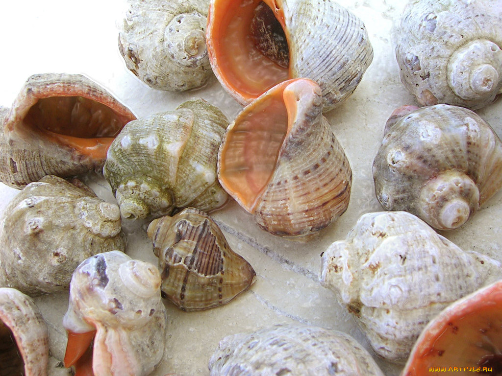 разное, ракушки, кораллы, декоративные, spa, камни