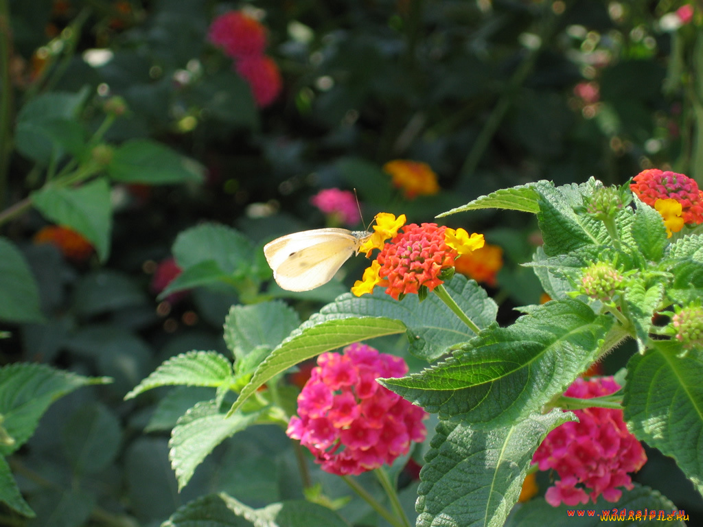 животные, бабочки