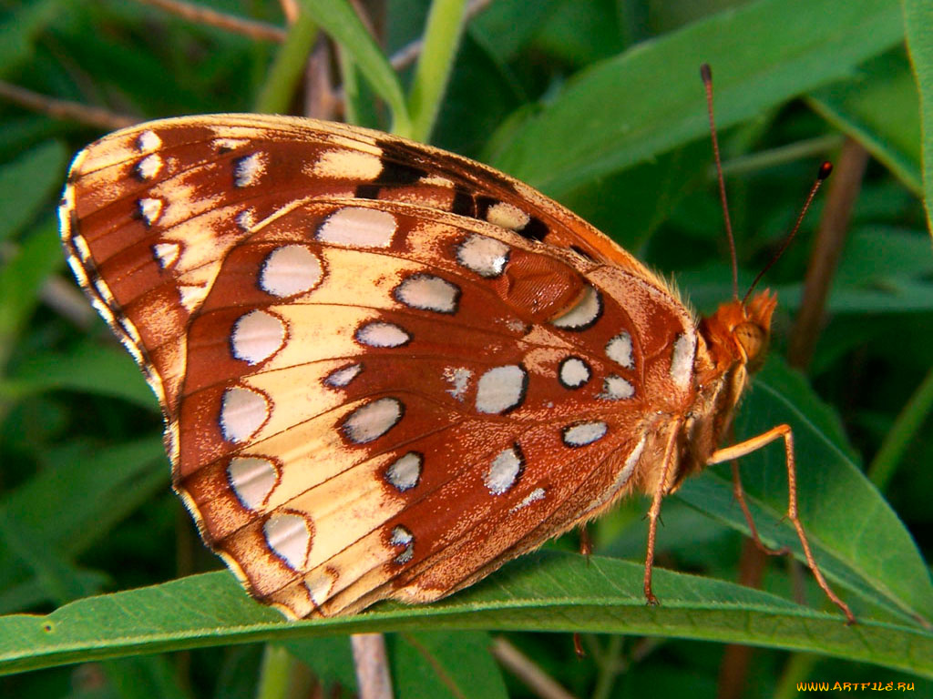 животные, бабочки