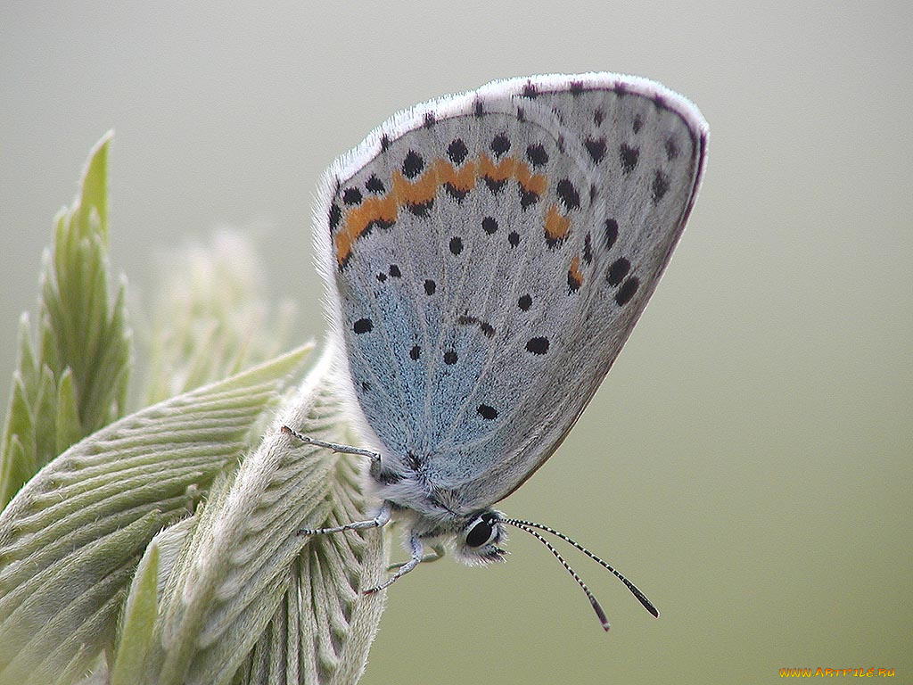 животные, бабочки