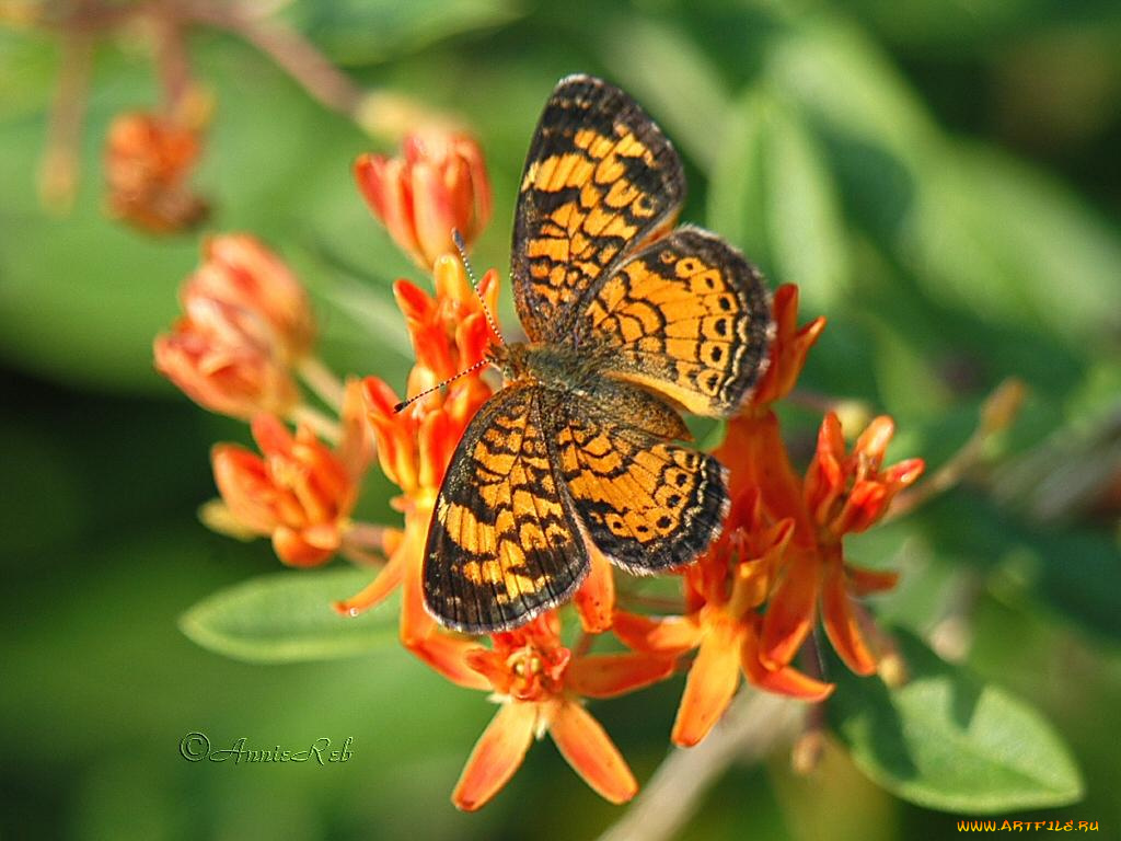 животные, бабочки