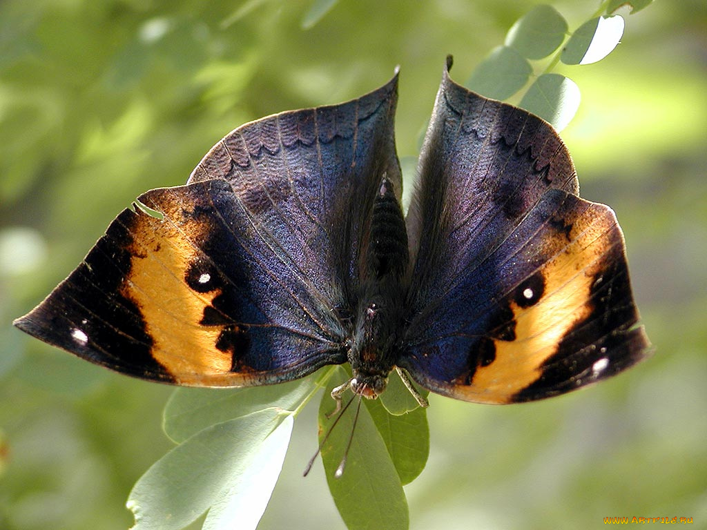 животные, бабочки