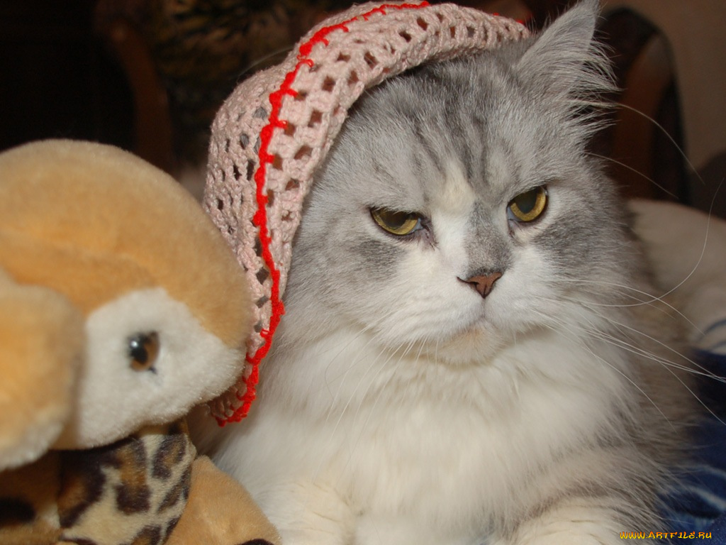 животные, коты