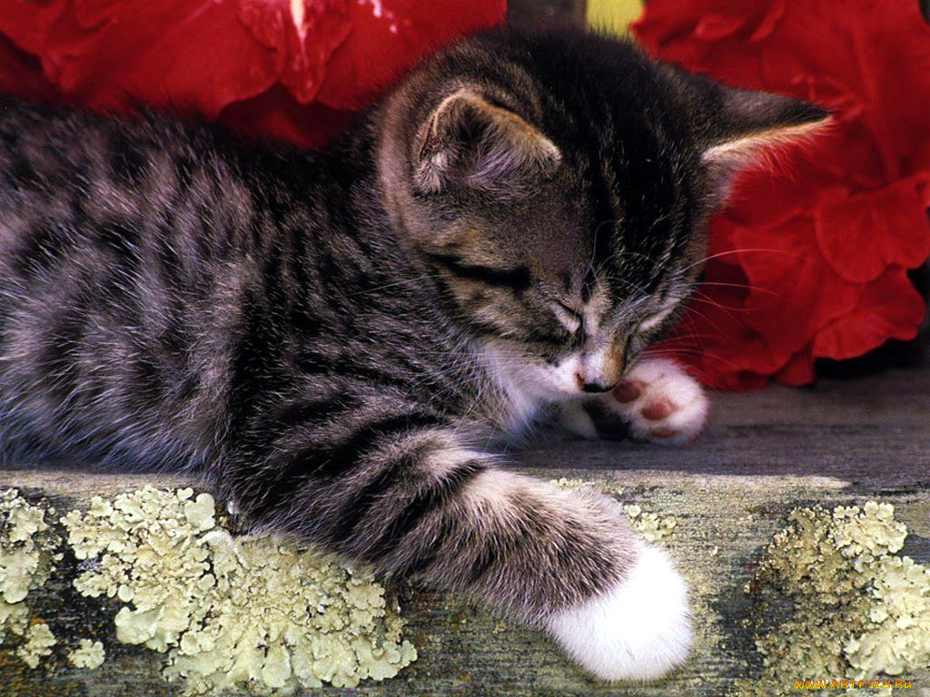 животные, коты