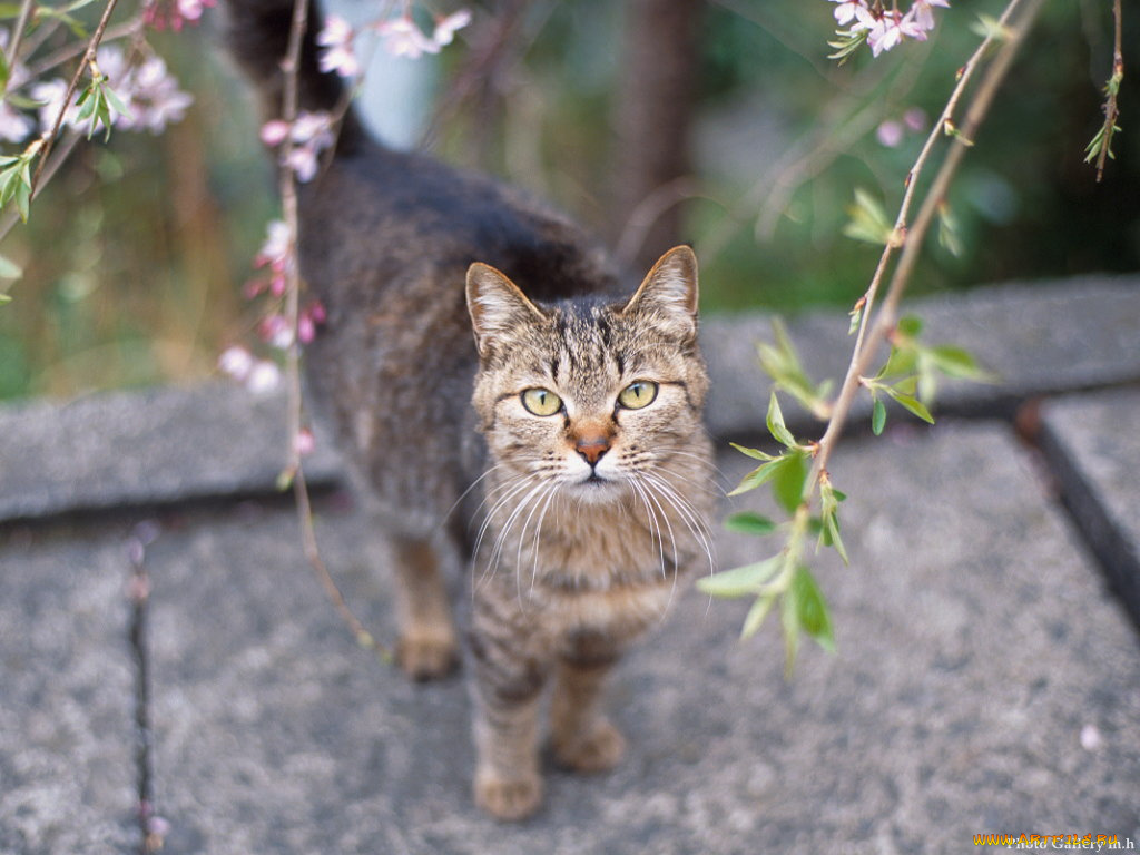 животные, коты