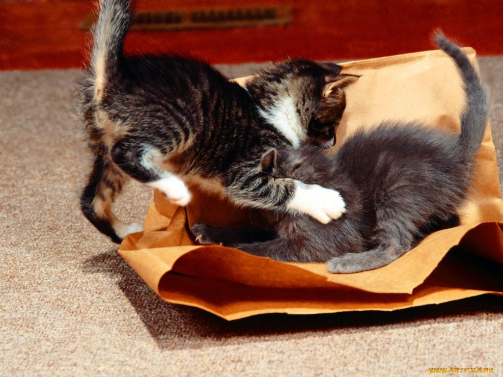 животные, коты