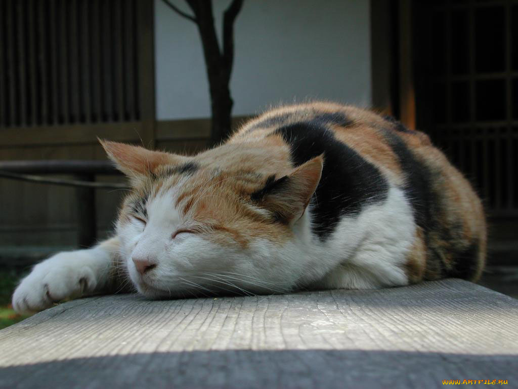 животные, коты