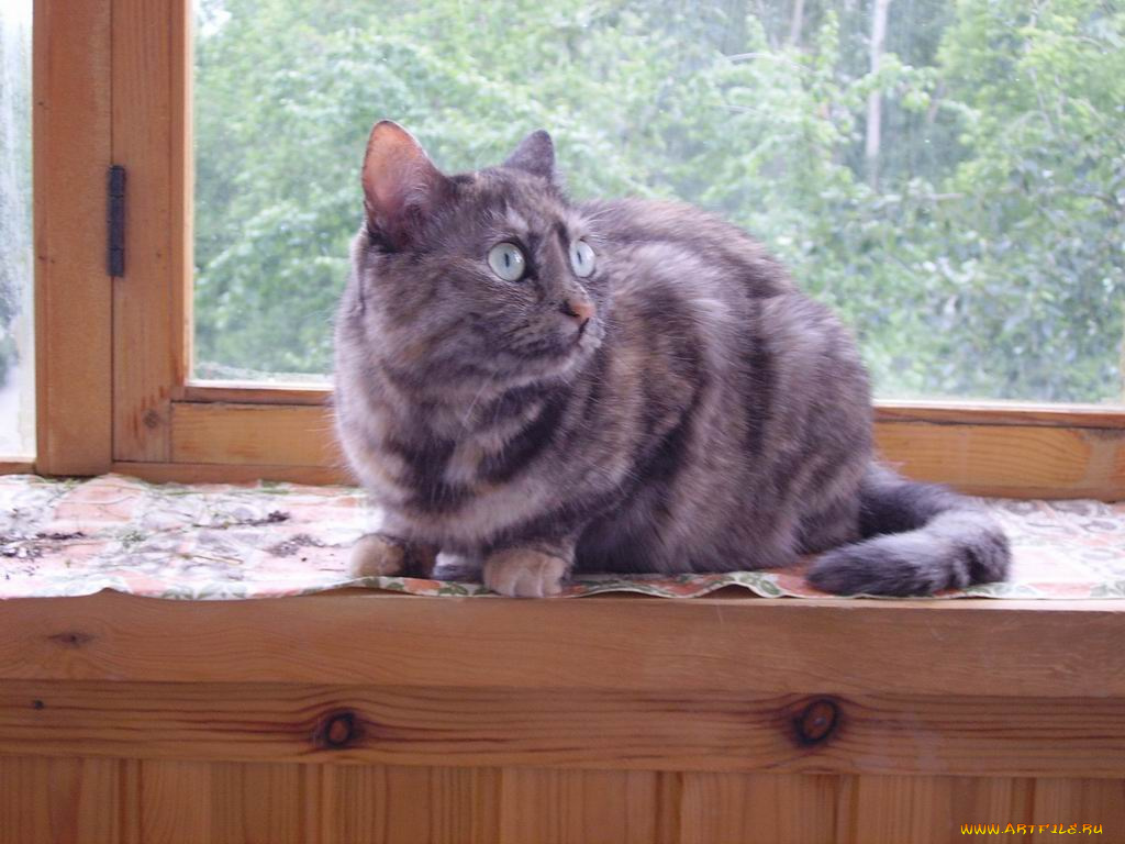 животные, коты