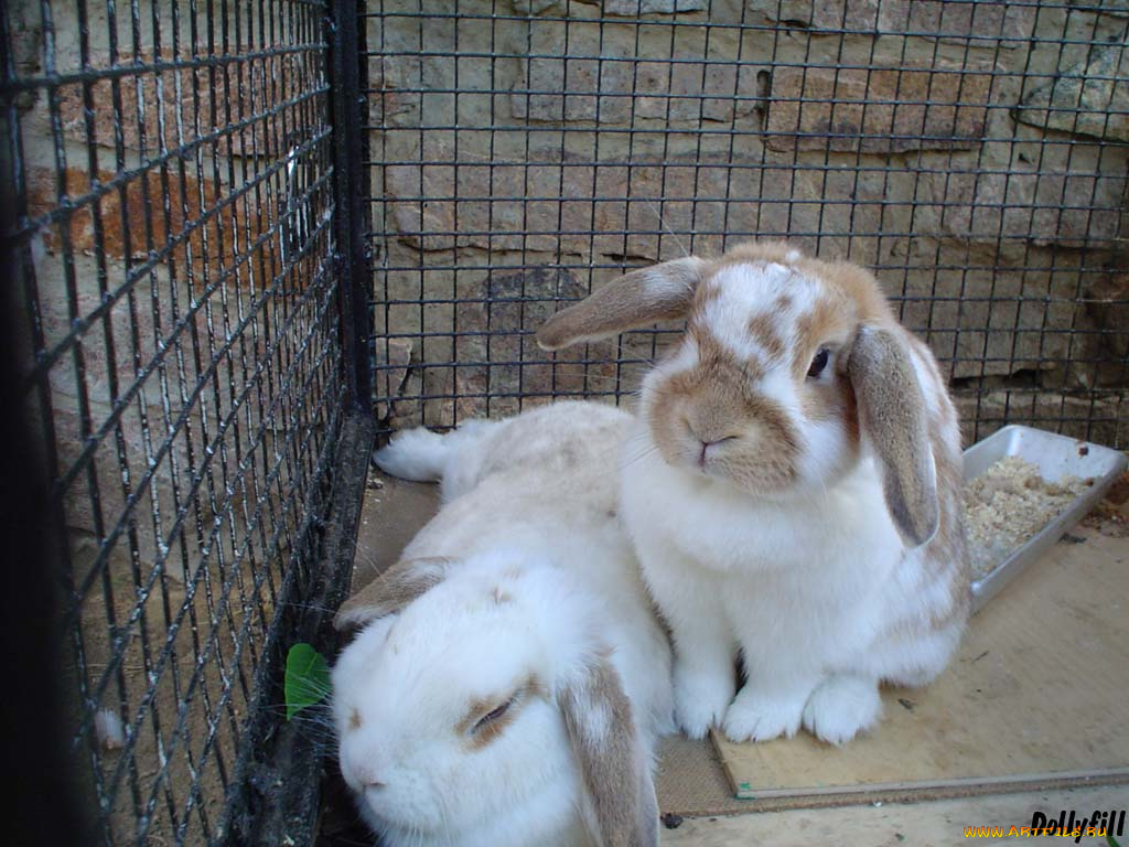 животные, кролики, зайцы