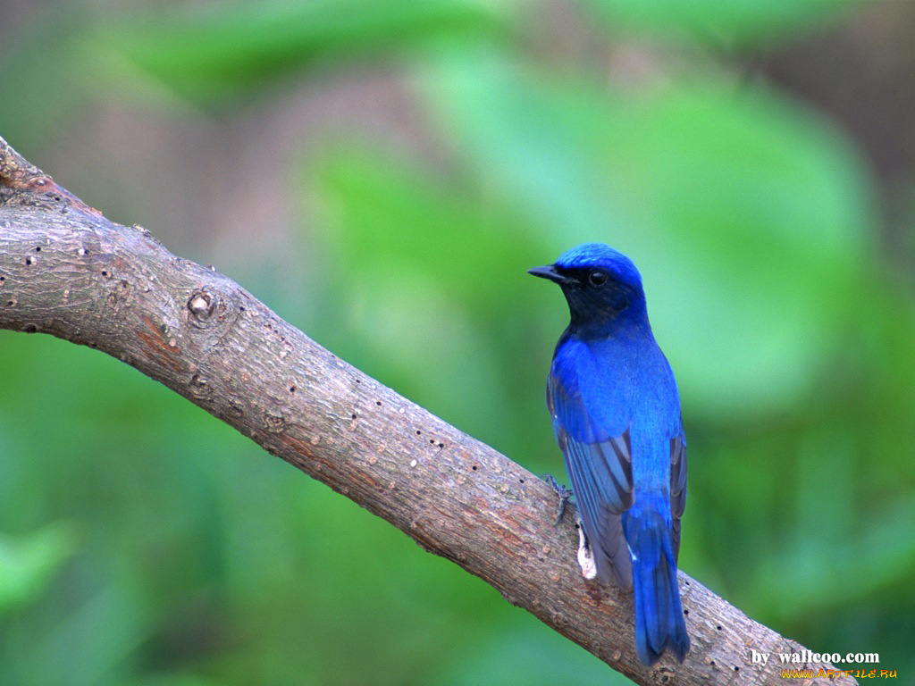 животные, птицы