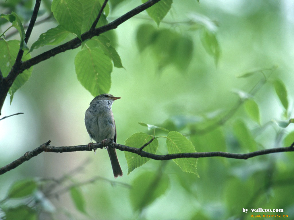 животные, птицы