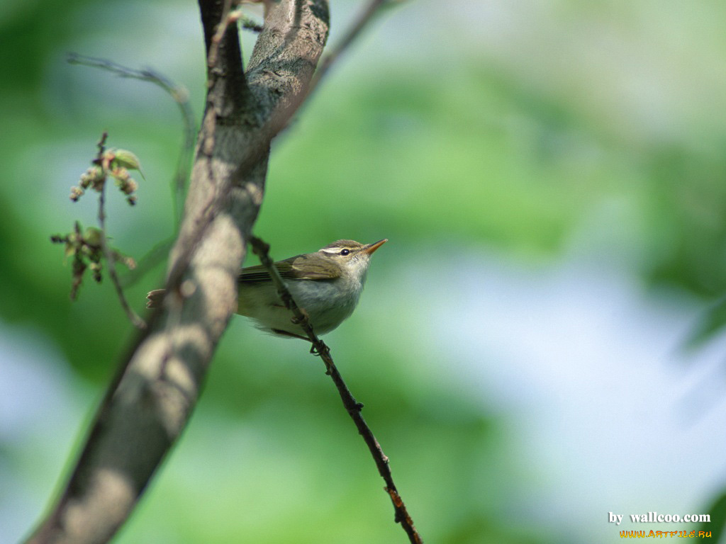 животные, птицы