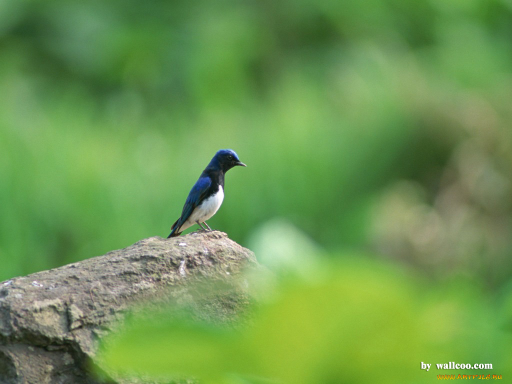 животные, птицы