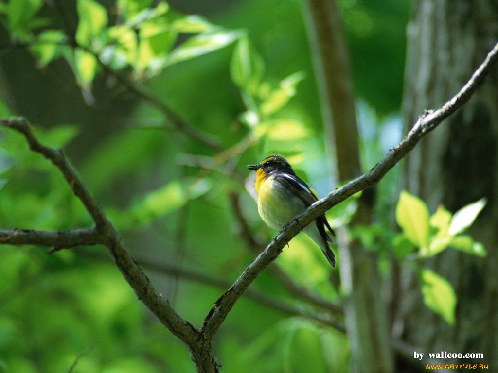 животные, птицы