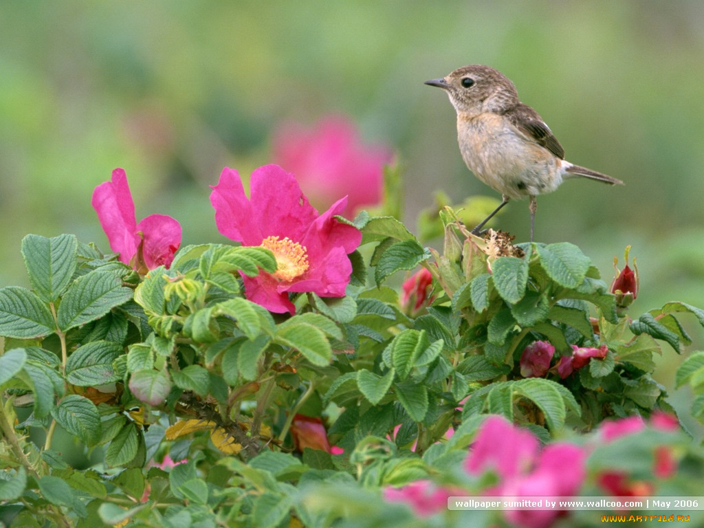 животные, птицы