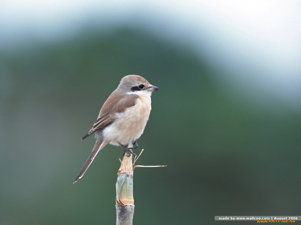 животные, птицы