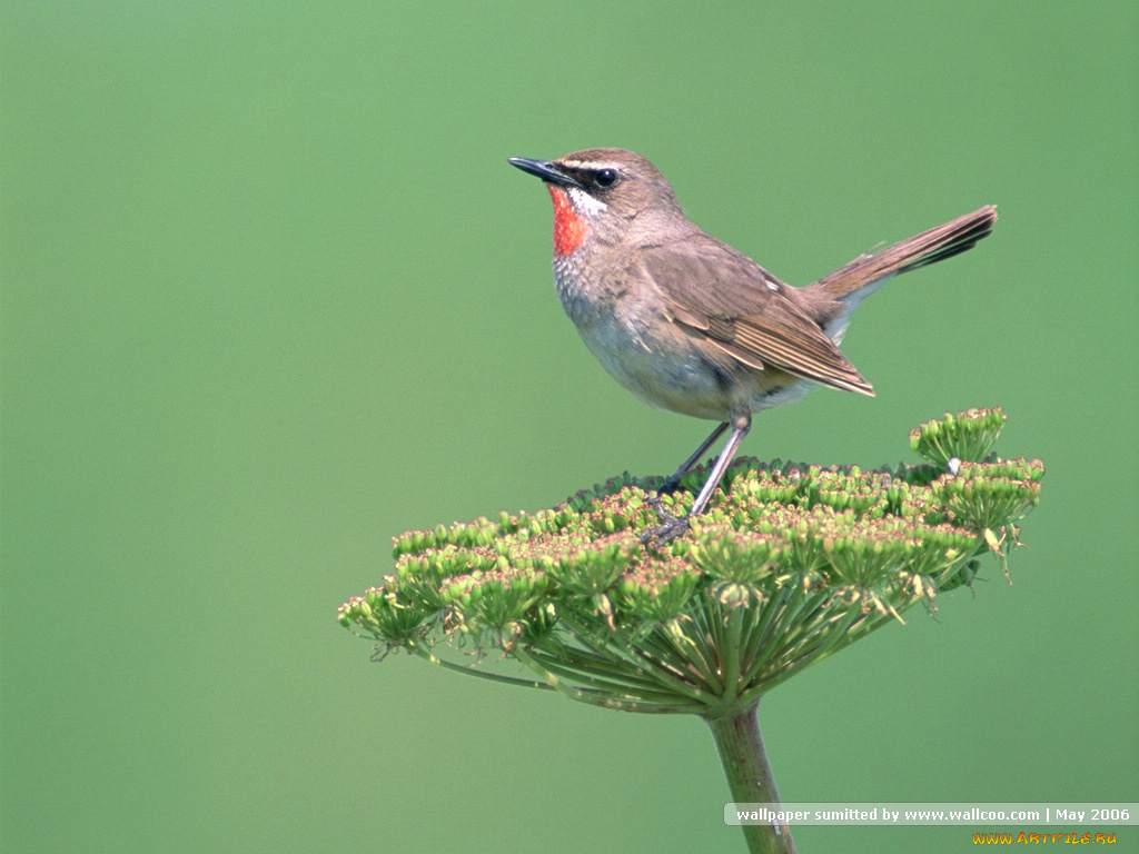 животные, зарянки, малиновки