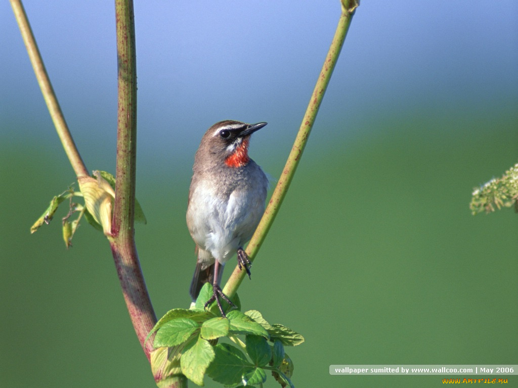 животные, зарянки, малиновки