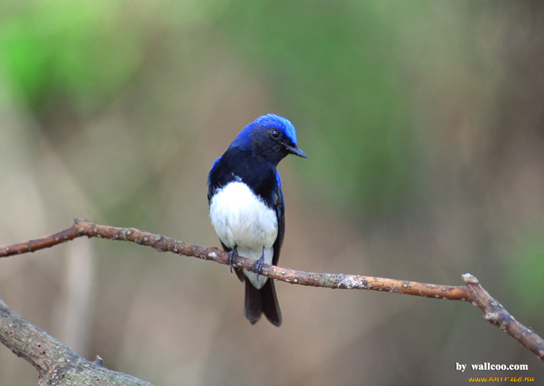 животные, птицы