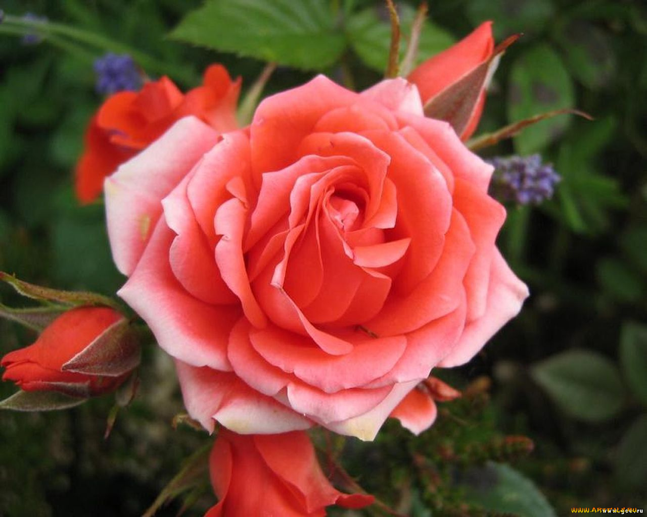 цветы, розы