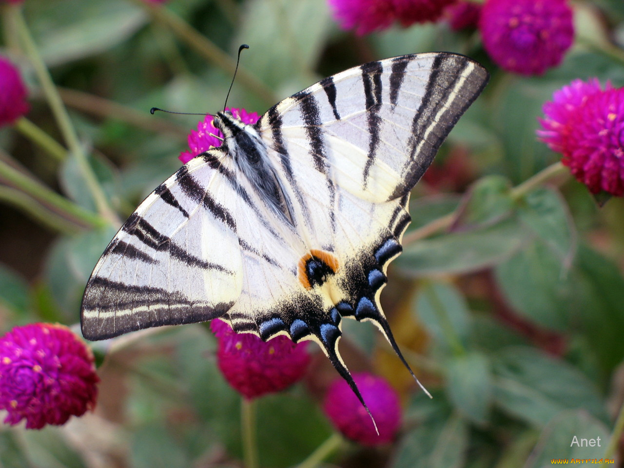 животные, бабочки