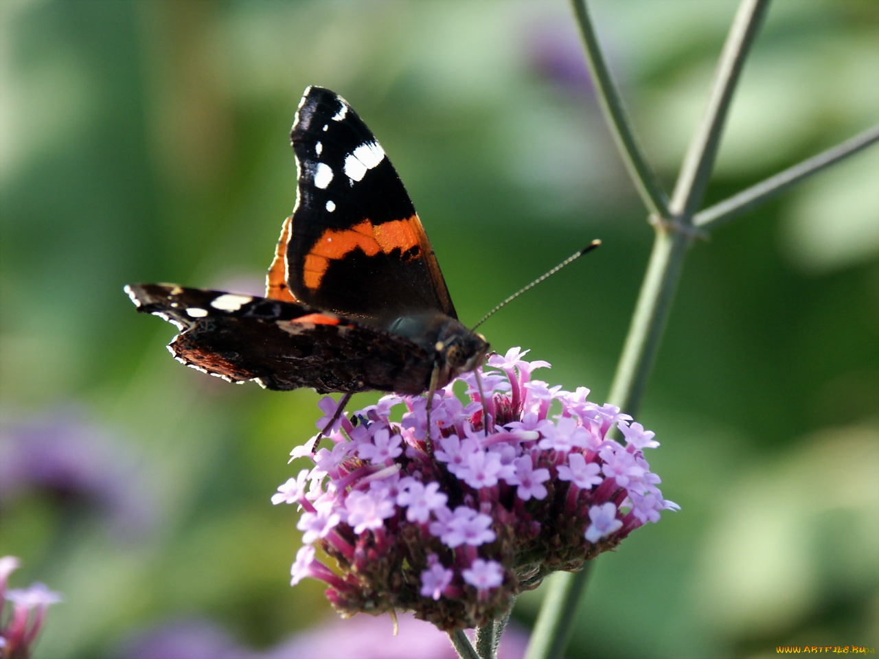 животные, бабочки