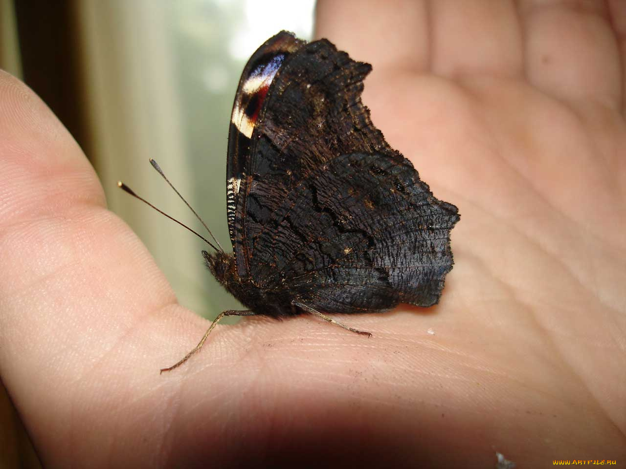 животные, бабочки