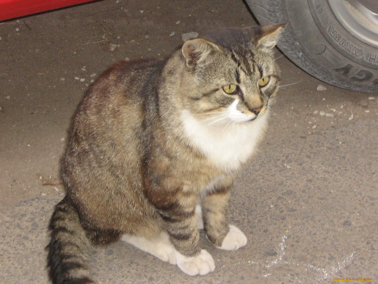 животные, коты