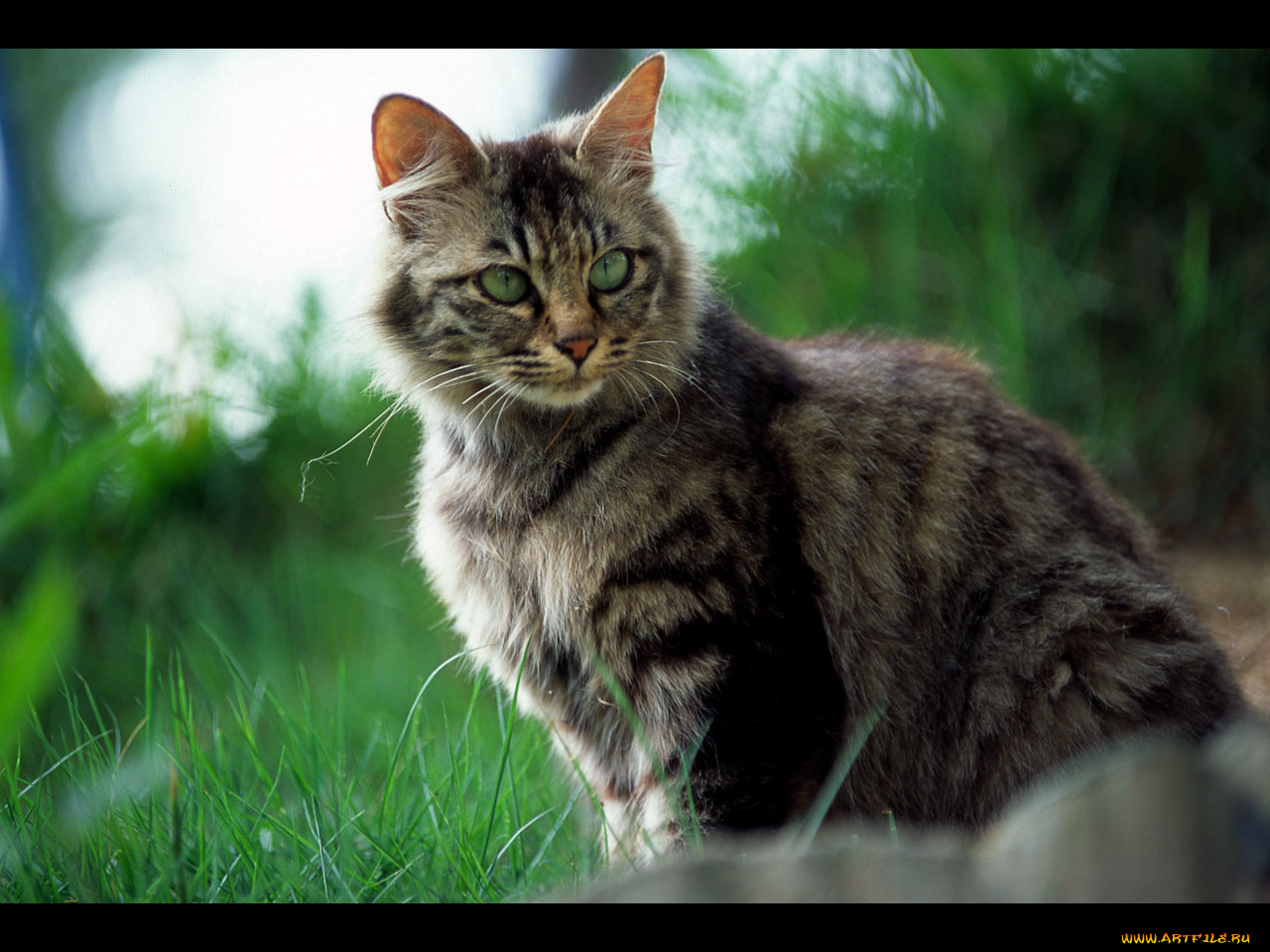 животные, коты