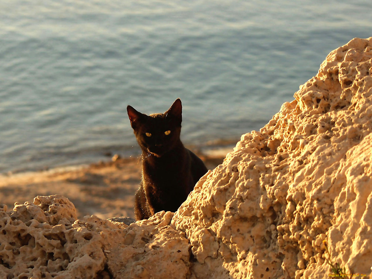 животные, коты