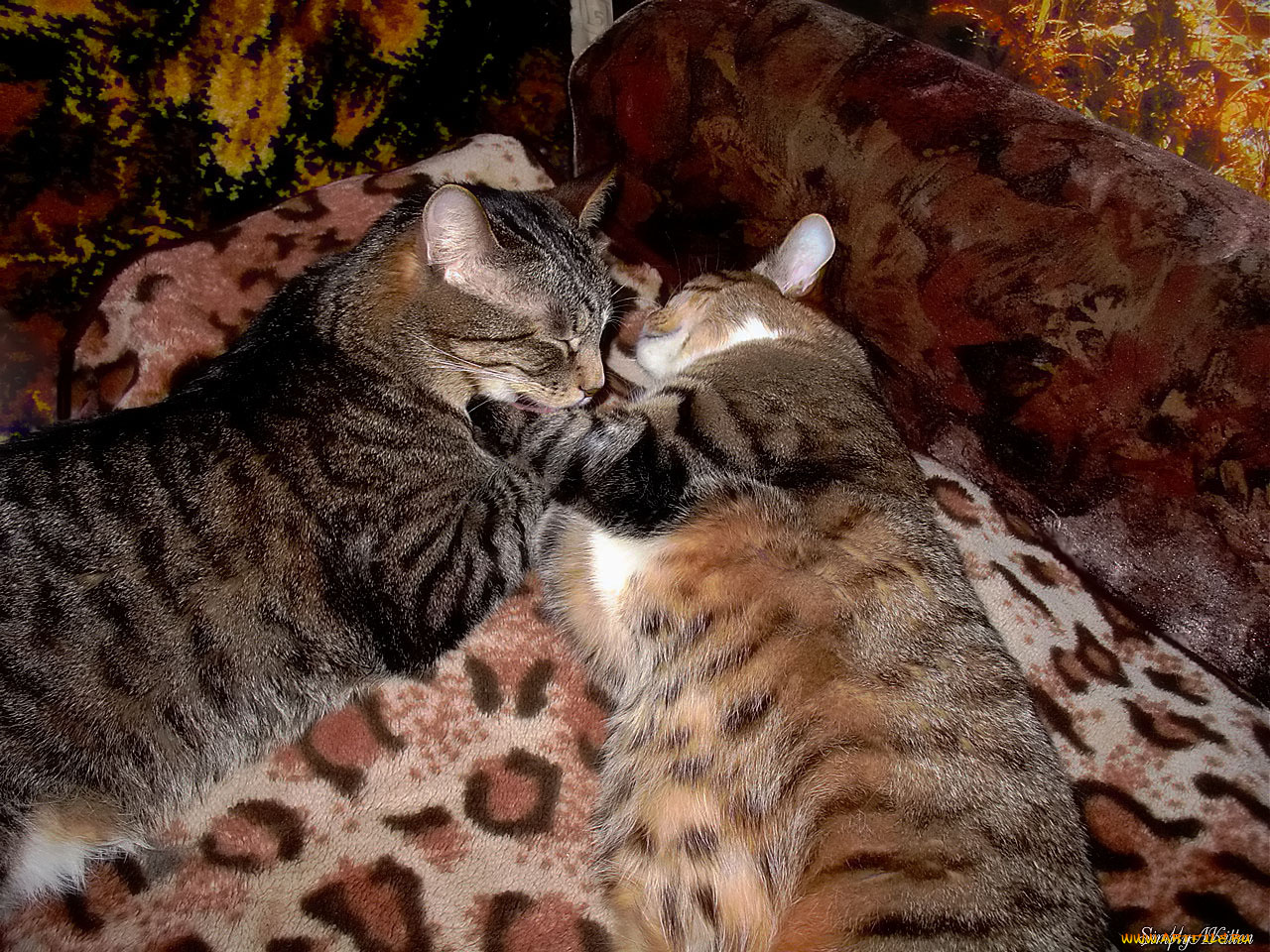 животные, коты