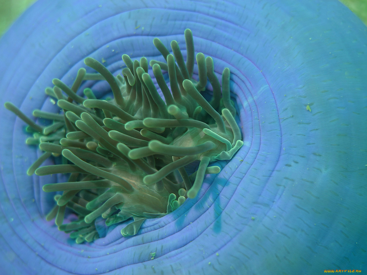 животные, морская, фауна